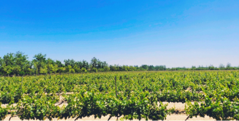 跑友之夜 贺兰山东麓葡萄酒品鉴晚会点亮宁夏“紫色名片”